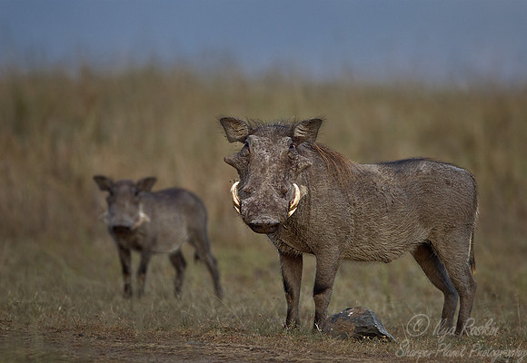 111 Common Warthogs (Phacochoerus africanus) - Masai Mara Kenya