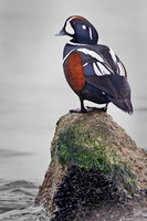 2012 NJ Ducks