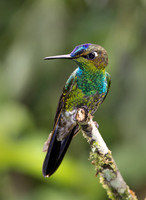 2024 Ecuador Hummingbirds