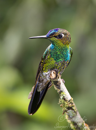 311 Violet-fronted brilliant (Heliodoxa leadbeateri) - Ecuador