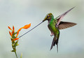 309 Sword-billed hummingbird (Ensifera ensifera) - Ecuador