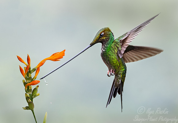 309 Sword-billed hummingbird (Ensifera ensifera) - Ecuador