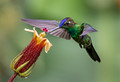 312 Violet-fronted brilliant (Heliodoxa leadbeateri) - Ecuador