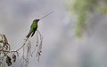 308 Sword-billed hummingbird (Ensifera ensifera) - Ecuador