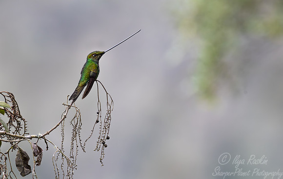 308 Sword-billed hummingbird (Ensifera ensifera) - Ecuador