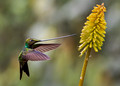 310 Sword-billed hummingbird (Ensifera ensifera) - Ecuador