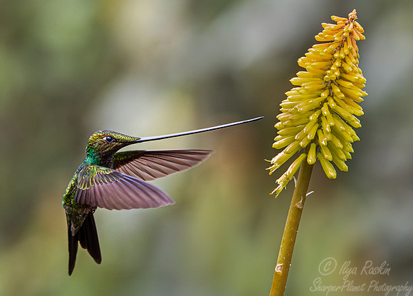 310 Sword-billed hummingbird (Ensifera ensifera) - Ecuador