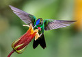 313 Violet-fronted brilliant (Heliodoxa leadbeateri) - Ecuador