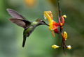 314 Violet-fronted brilliant female (Heliodoxa leadbeateri) - Ecuador