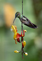 315 Violet-fronted brilliant female (Heliodoxa leadbeateri) - Ecuador