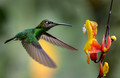 318 Green-crowned brilliant (Heliodoxa jacula) - Ecuador