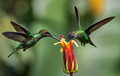 317 Green-crowned brilliant (Heliodoxa jacula) and Violet-fronted brilliant (Heliodoxa leadbeateri) - Ecuador