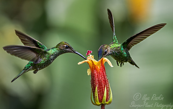 317 Green-crowned brilliant (Heliodoxa jacula) and Violet-fronted brilliant (Heliodoxa leadbeateri) - Ecuador