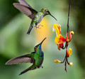 316 Violet-fronted brilliant male and female (Heliodoxa leadbeateri) - Ecuador