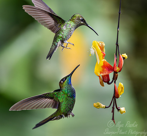 316 Violet-fronted brilliant male and female (Heliodoxa leadbeateri) - Ecuador