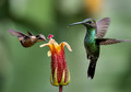 319 Purple-throated woodstar (Calliphlox mitchellii) and Green-crowned brilliant (Heliodoxa jacula) - Ecuador