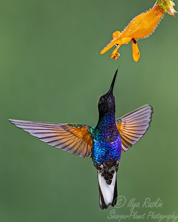 320 Velvet-purple coronet (Boissonneaua jardini) - Ecuador