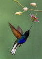 321 Velvet-purple coronet (Boissonneaua jardini) - Ecuador