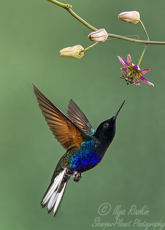 321 Velvet-purple coronet (Boissonneaua jardini) - Ecuador