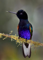 323 Velvet-purple coronets (Boissonneaua jardini) - Ecuador
