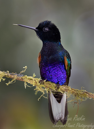 323 Velvet-purple coronets (Boissonneaua jardini) - Ecuador
