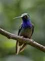 327 Green-backed hillstar (Urochroa leucura) - Ecuador