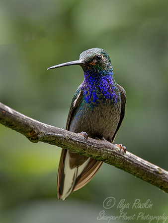 327 Green-backed hillstar (Urochroa leucura) - Ecuador