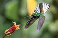 325 Green-backed hillstar (Urochroa leucura) - Ecuador