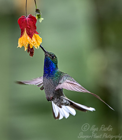 326 Green-backed hillstar (Urochroa leucura) - Ecuador