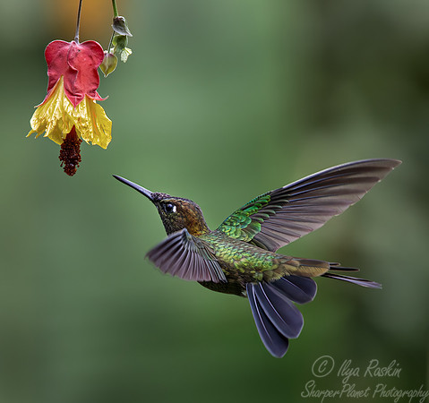 328 Green-crowned brilliant (Heliodoxa jacula) - Ecuador