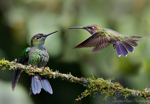 329 Green-crowned brilliant (Heliodoxa jacula) and Buff-tailed coronet (Boissonneaua flavescens) - Ecuador