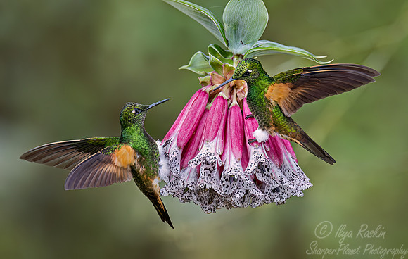 335 Buff-tailed coronets (Boissonneaua flavescens) - Ecuador