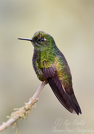 336 Buff-tailed coronet (Boissonneaua flavescens) - Ecuador
