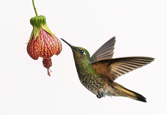 339 Buff-tailed coronet (Boissonneaua flavescens) - Ecuador
