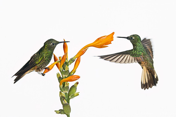 340 Buff-tailed coronets (Boissonneaua flavescens) - Ecuador