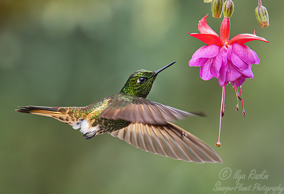 343 Buff-tailed coronet (Boissonneaua flavescens) - Ecuador