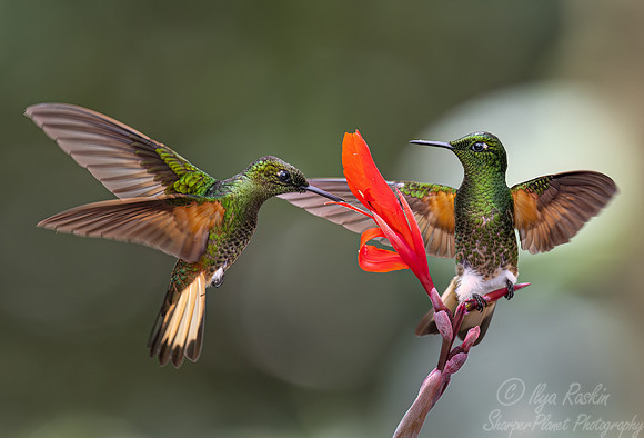 344 Buff-tailed coronets (Boissonneaua flavescens) - Ecuador