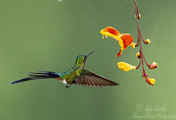 348 Long-tailed sylph (Aglaiocercus kingii) - Ecuador