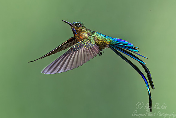 349 Long-tailed sylph (Aglaiocercus kingii) - Ecuador