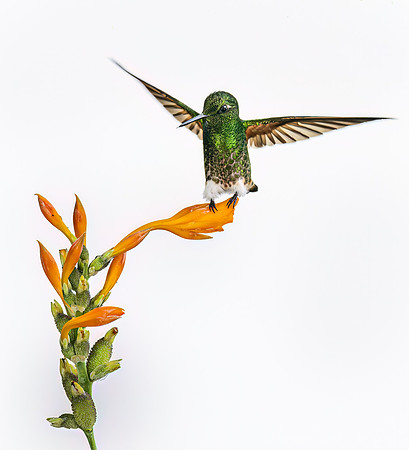 360 White-booted racket-tails (Ocreatus underwoodii) - Ecuador