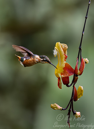 362 Purple-throated woodstar (Calliphlox mitchellii) - Ecuador