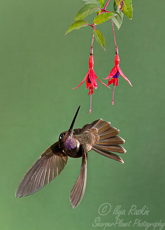 363 Brown inca (Coeligena wilsoni) - Ecuador