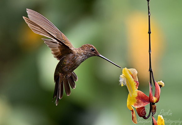 364 Brown inca (Coeligena wilsoni) - Ecuador