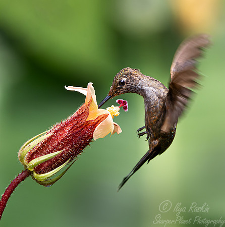 366 Brown inca (Coeligena wilsoni) - Ecuador