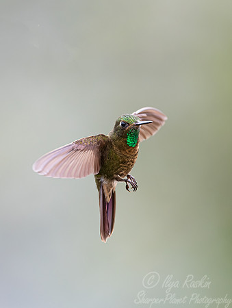 373 Tyrian metaltail (Metallura tyrianthina) - Ecuador