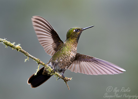 374 Tyrian metaltail (Metallura tyrianthina) - Ecuador