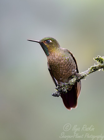 375 Tyrian metaltail (Metallura tyrianthina) - Ecuador