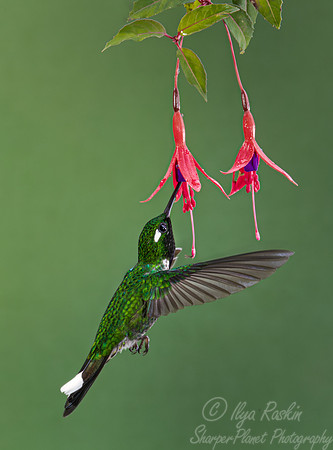 377 Purple-bibbed whitetip (Urosticte benjamini) - Ecuador