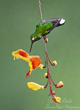 378 Purple-bibbed whitetip (Urosticte benjamini) - Ecuador