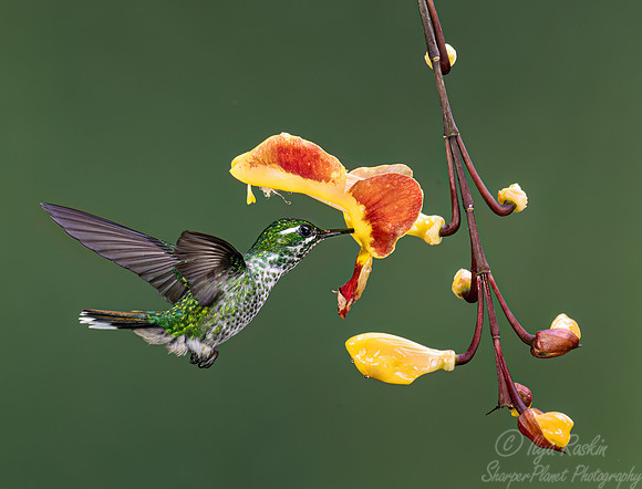 380 Purple-bibbed whitetip (Urosticte benjamini) - Ecuador